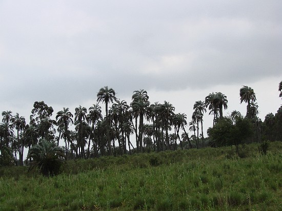 14-Parque el palmar -palmier yatay.jpg